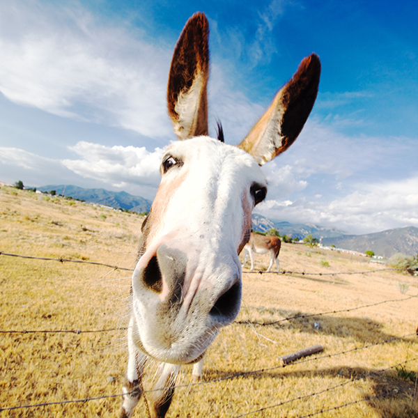 Donkey close up photo with big ears