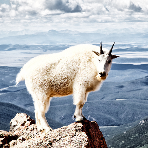 Mountain goat standing on rock with majestic Colorado background