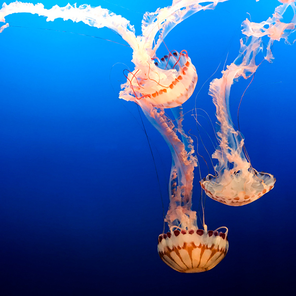 Three jellyfish with bright blue water