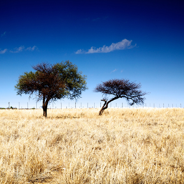 Two trees in African field with blue sky